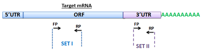 Малюнок 2: конструкція праймера для ампліфікації мРНК-мішеней ,