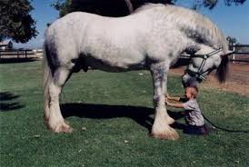 Через спілкування з конем вони поступово розкріпачуються, і непомітно для себе переносять досвід спілкування з конем в повсякденні взаємини