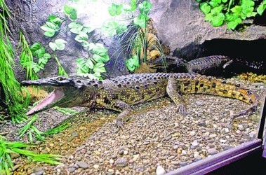 21 січня 2011, 10:20 Переглядів:   В експозиції з рептиліями знаходиться опудало крокодила, якого спіймали в Гідропарку