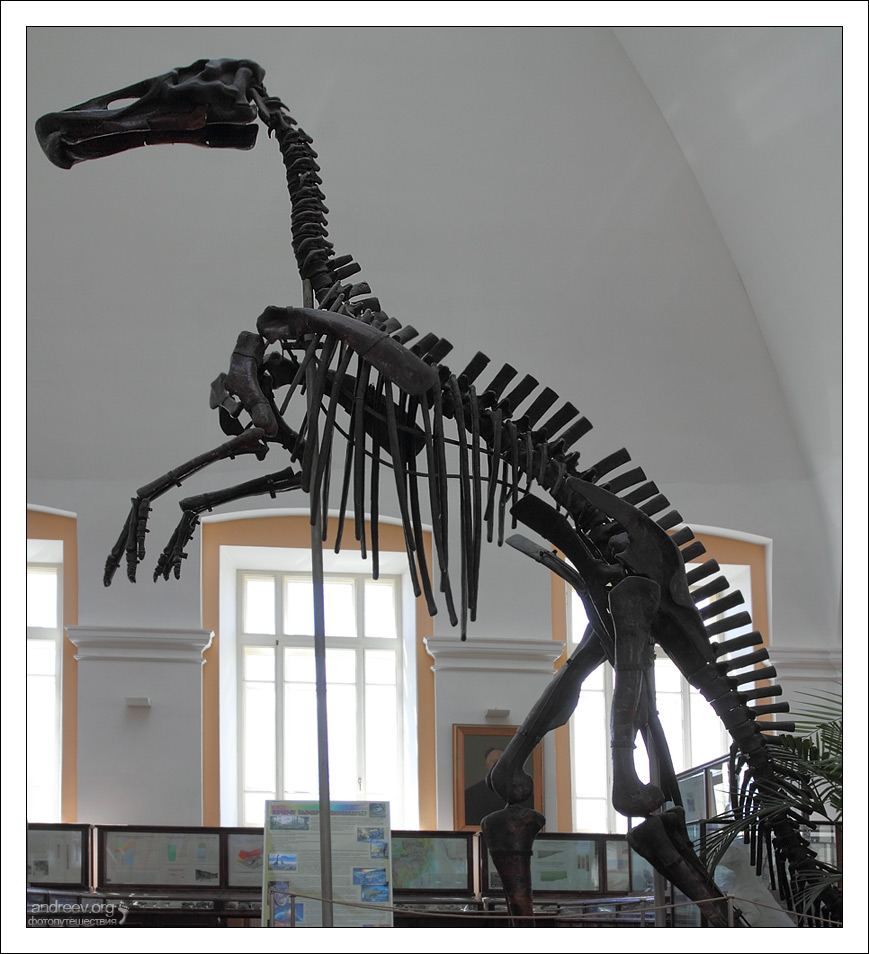 У музеї виставлено унікальний експонат - перший змонтований в Росії скелет динозавра Mandschurosaurus amurensi